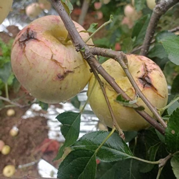 倍悦网 烟台果农称因降雨优质苹果减少 苹果上色难引发担忧